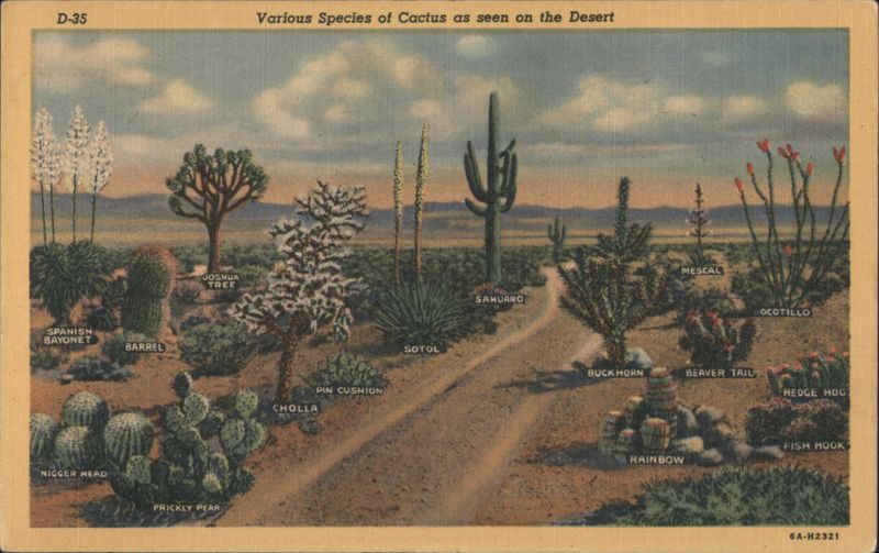 Various Species of Cactus as seen on the Desert Arizona