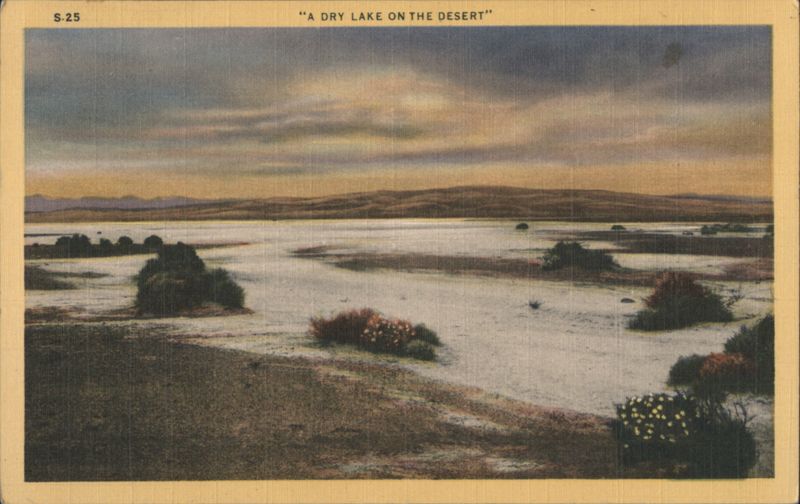 A Dry Lake on the Desert Cactus & Desert Plants