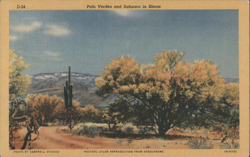 Palo Verdes and Sahuaro in Bloom Arizona Campbell Studios