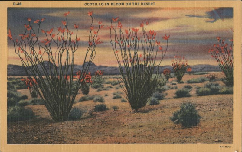 Ocotillo in Bloom on the Desert Arizona