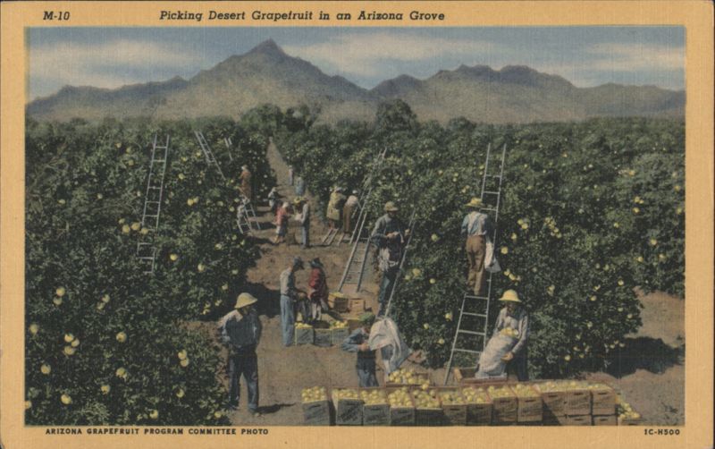 Picking Desert Grapefruit in an Arizona Grove Valley of the Sun