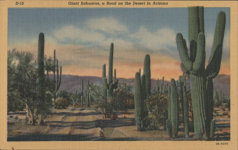 Giant Sahuaros, a Road on the Desert in Arizona