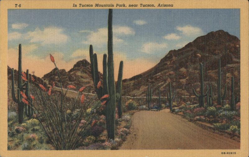 Tucson Mountain Park, near Tucson, Arizona