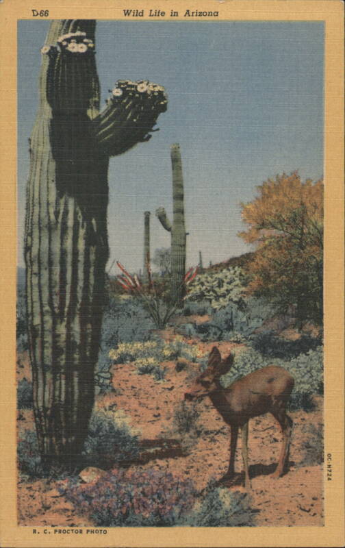 Wild Life in Arizona, Deer and Saguaro Cactus R. C. Proctor Photo