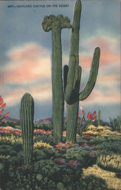 Sahuaro Cactus on the Desert Cactus & Desert Plants