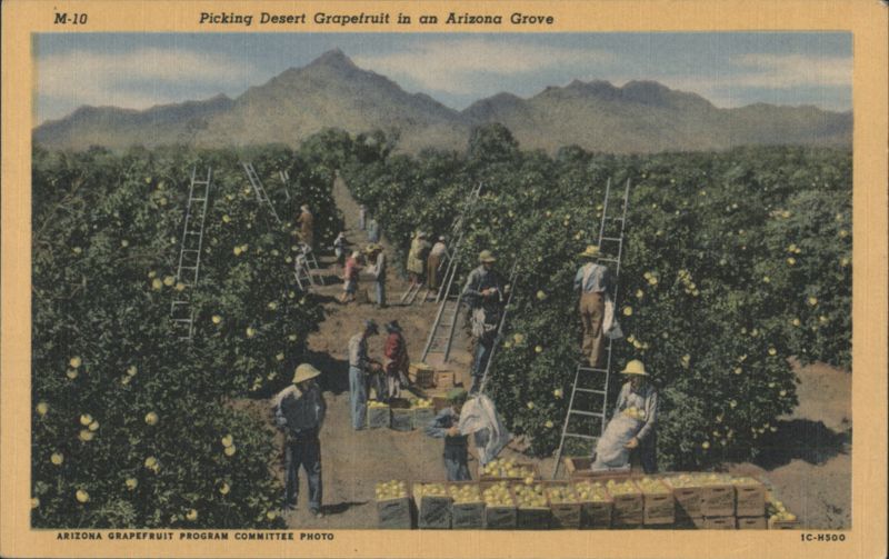 Picking Desert Grapefruit in an Arizona Grove Arizona Grapefruit Program Committee Photo