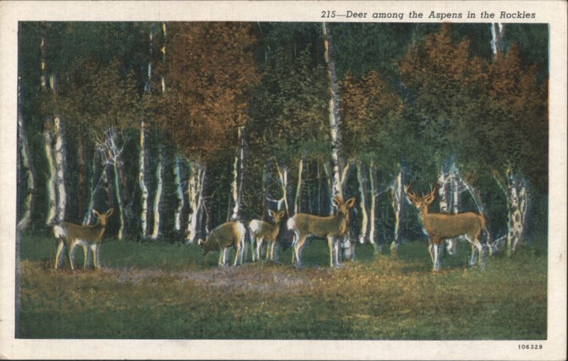 Deer among the Aspens in the Rockies