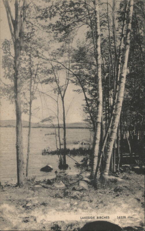 Lakeside Birches Trees