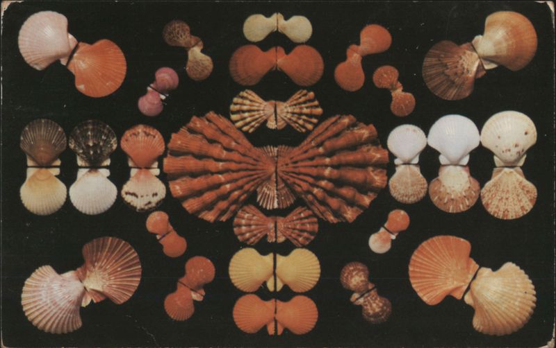 Pecten or Scallop Family Shells of Florida Helen S. O'Brien