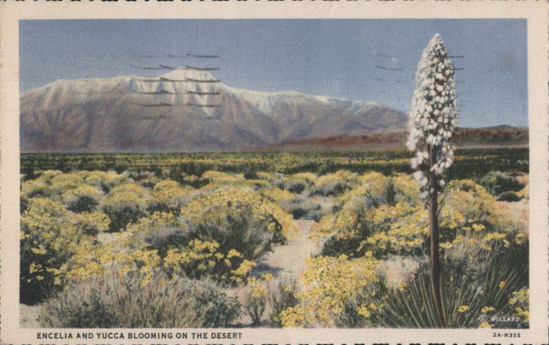 Encelia and Yucca Blooming on the Desert, Mt. San Jacinto Palm Springs California