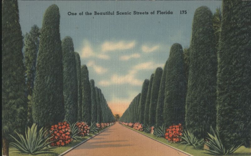Scenic Street Lined with Australian Pines, Florida