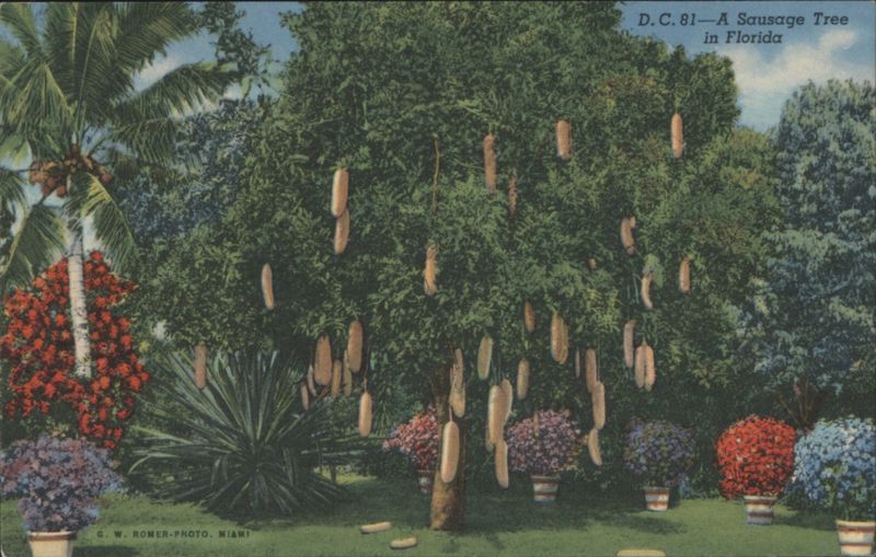 Sausage Tree in Florida Miami C. W. Romer