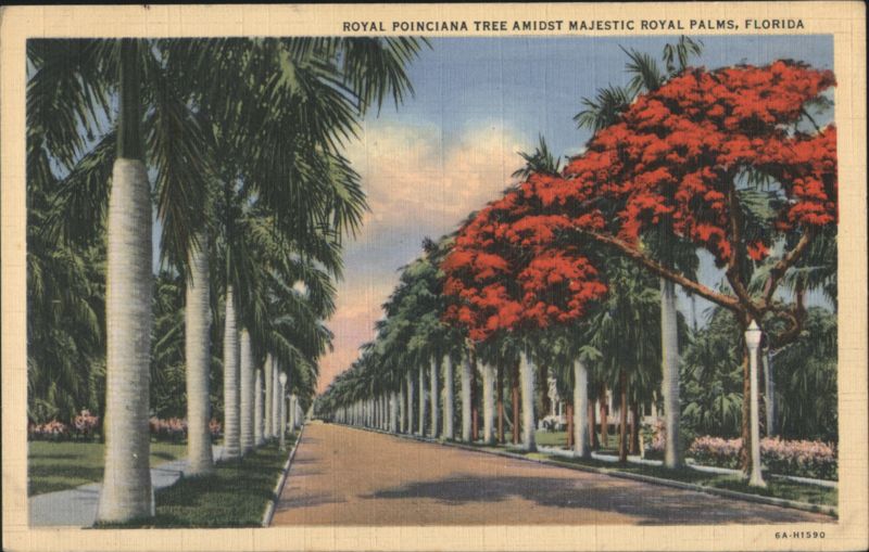 Royal Poinciana Tree Amidst Majestic Royal Palms, Florida