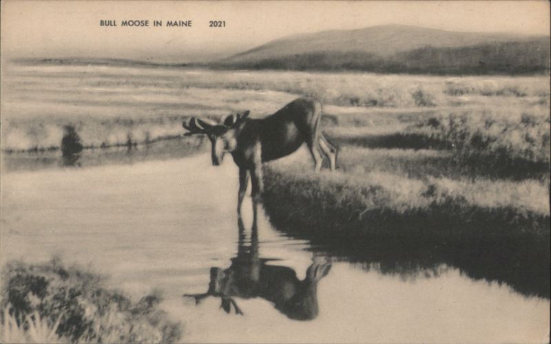 Bull Moose in Maine Millinocket