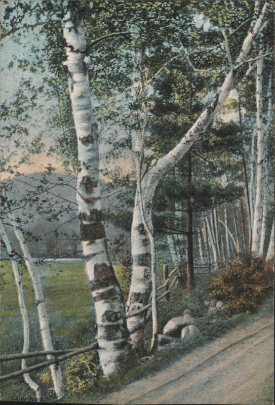 Birches Along a Country Road Trees