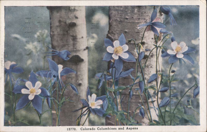 Colorado Columbines and Aspens