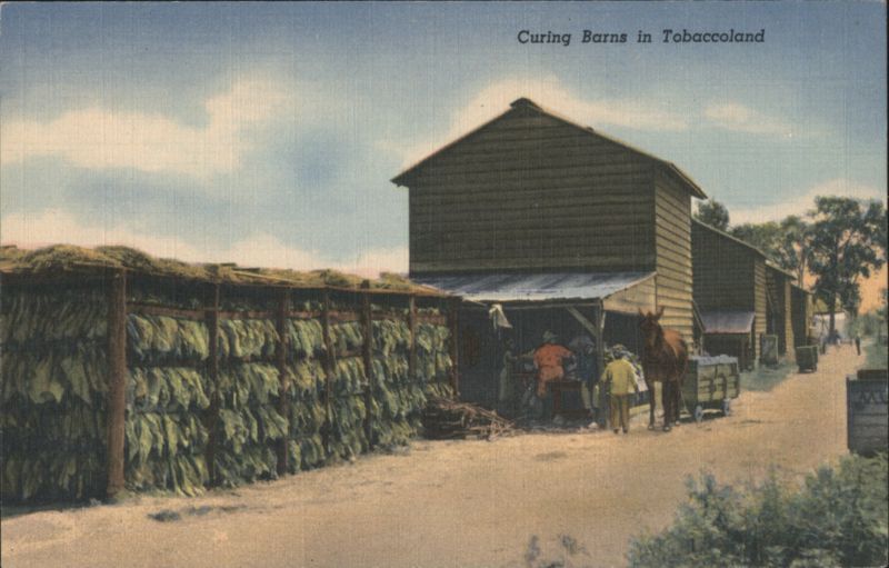 Curing Barns in Tobaccoland