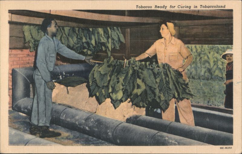 Tobacco Ready for Curing in Tobaccoland