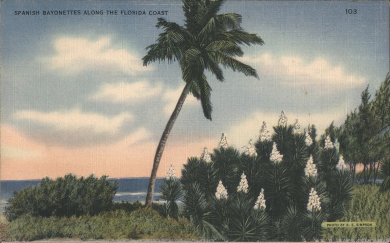 Spanish Bayonettes Along The Florida Coast R. E. Simpson