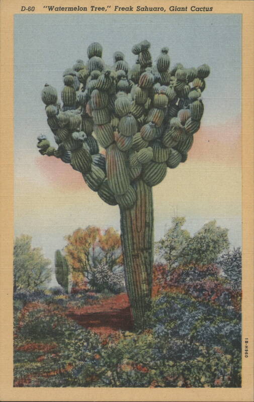 Watermelon Tree, Freak Sahuaro, Giant Cactus Tucson Arizona