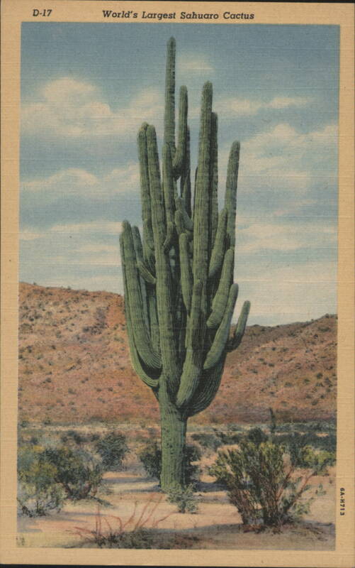 World's Largest Sahuaro Cactus Tucson Arizona