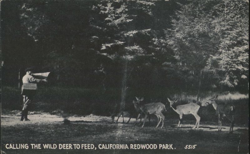 Calling the Wild Deer to Feed, California Redwood Park Big Basin