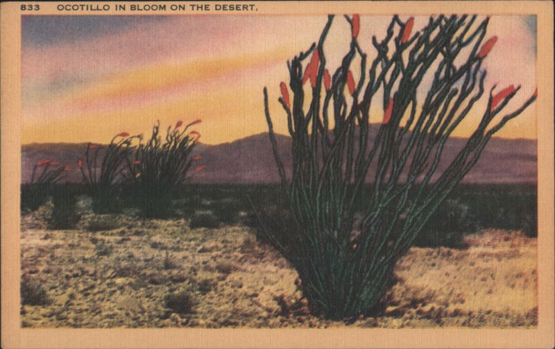 Ocotillo in Bloom on the Desert Cactus & Desert Plants