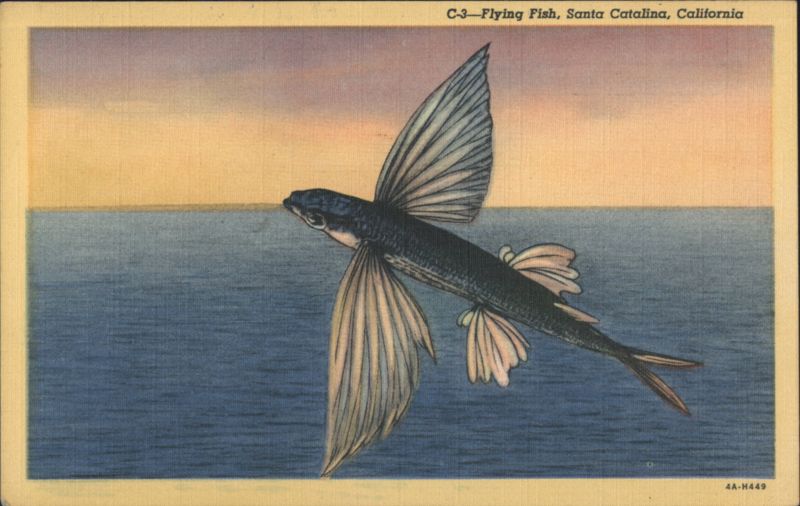 Flying Fish, Santa Catalina, California Santa Catalina Island