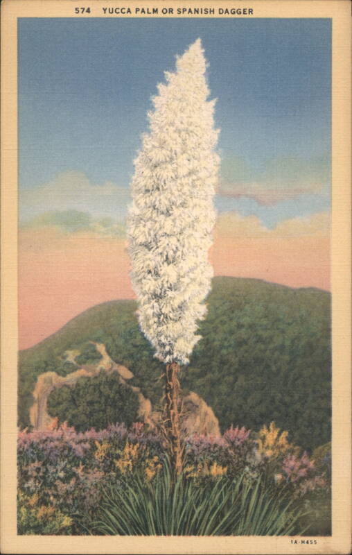 Yucca Palm or Spanish Dagger Cactus & Desert Plants