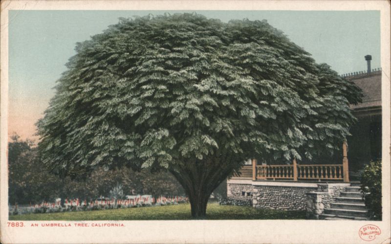 An Umbrella Tree, California