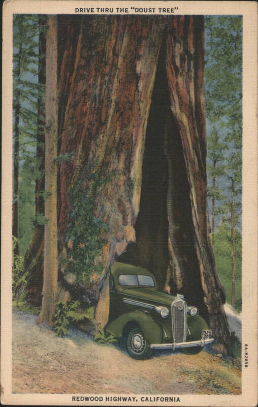 Drive Thru The 'Doust Tree', Redwood Highway, California