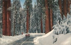 Winter on Generals Highway, Sequoia National Park Postcard
