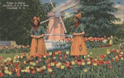 Tulips in Bloom, Gardens of J. B. Ivey, Charlotte, N. C. Postcard