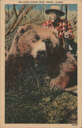 Large Kodiak Bear, Kodiak, Alaska Postcard