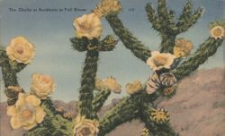 The Cholla or Buckhorn in Full Bloom Postcard