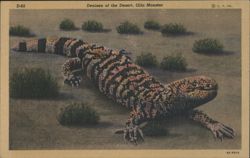 Denizen of the Desert, Gila Monster Postcard