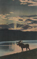 A Bull Moose Comes Down to the Lake at Evening Postcard