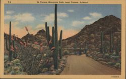 In Tucson Mountain Park, near Tucson, Arizona Postcard
