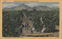 Picking Desert Grapefruit in an Arizona Grove Postcard
