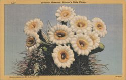 Sahuaro Blossoms, Arizona's State Flower Postcard