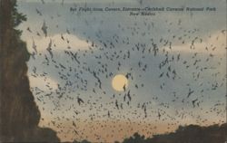 Bat Flight from Cavern Entrance, Carlsbad Caverns Postcard