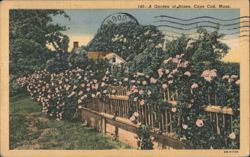A Garden of Roses, Cape Cod, MA Postcard
