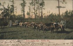 Oxen hauling logs, Mobile, AL Postcard