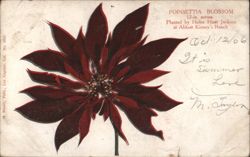 Poinsettia Blossom, Abbott Kinney's Ranch Postcard