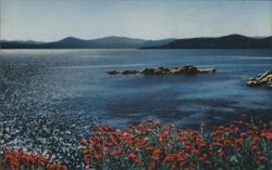 The Coloring of Lake Tahoe's Waters Postcard