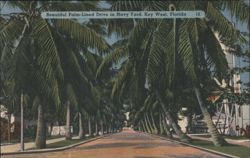 Palm-Lined Drive in Navy Yard, Key West, Florida Postcard
