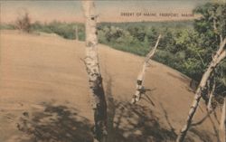 Desert of Maine, Freeport, Maine Postcard