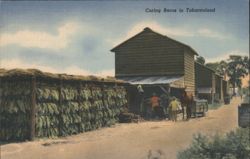 Curing Barns in Tobaccoland Postcard