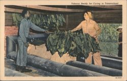 Tobacco Ready for Curing in Tobaccoland Postcard