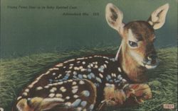 Young Fawn Deer in its Baby Spotted Coat Postcard